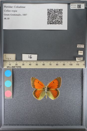 Media type: image;   Entomology 193876